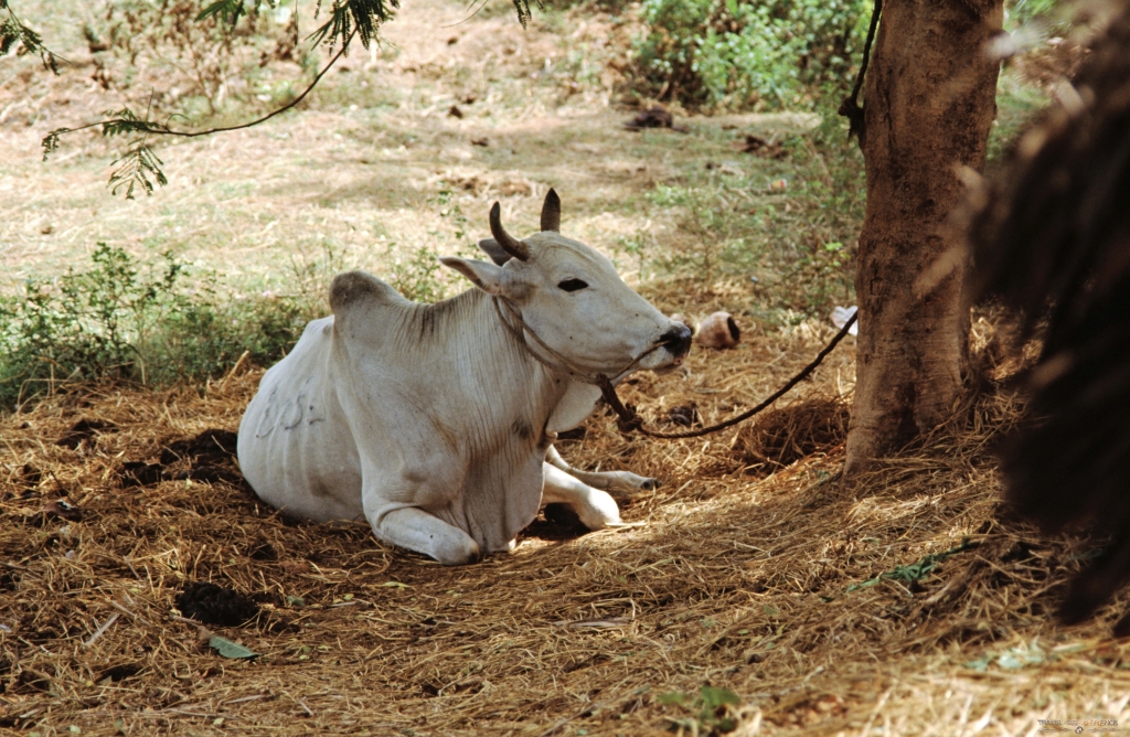 Tiere Anuradhapura Sri Lanka
