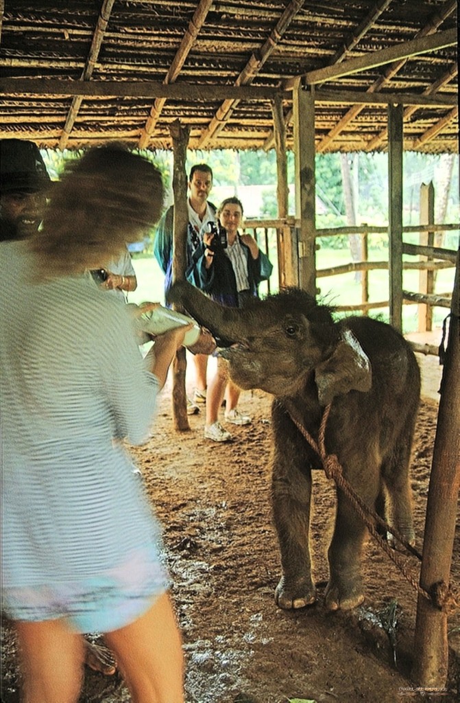 Fütterung junge Elefanten in Pinnawela Sri Lanka