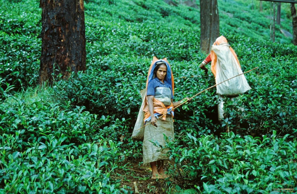 Teepflückerin Nuwara Eliya Sri Lanka